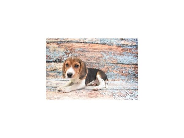 Beagle-DOG-Male-Black Tan and White-26806-Petland Lake St. Louis & Fenton, MO