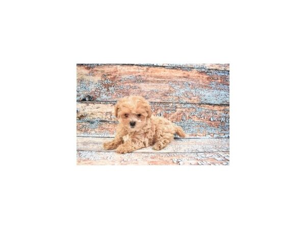 Malti-Poo-DOG-Female-Apricot-26816-Petland Lake St. Louis & Fenton, MO