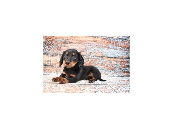 Dachshund DOG Male Black and Tan 26807 Petland Lake St. Louis & Fenton, MO