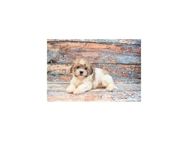 Teddy Bear DOG Male Gold and White 26814 Petland Lake St. Louis & Fenton, MO