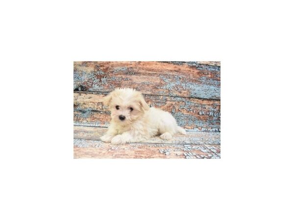 Maltese-DOG-Female-White-26808-Petland Lake St. Louis & Fenton, MO