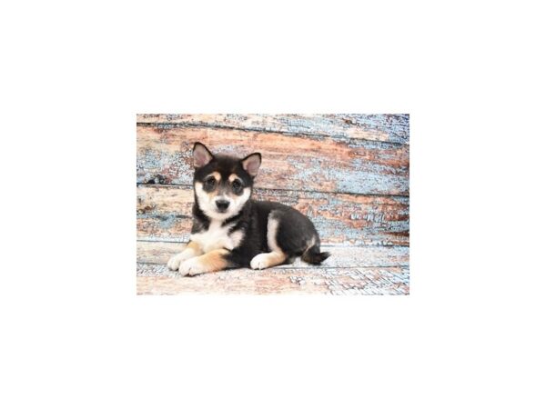Shiba Inu-DOG-Female-Black and Tan-26811-Petland Lake St. Louis & Fenton, MO