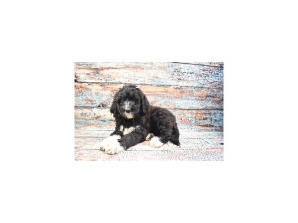 Komondoodle-DOG-Male-Black and White-26813-Petland Lake St. Louis & Fenton, MO