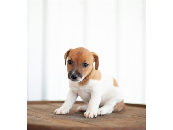 Jack Russell Terrier-DOG-Female-White / Tan-26826-Petland Lake St. Louis & Fenton, MO