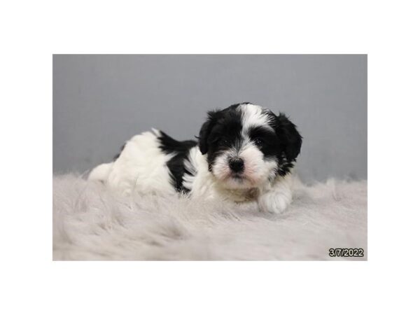 Coton De Tulear-DOG-Female-Black / White-26840-Petland Lake St. Louis & Fenton, MO