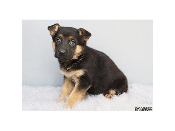 German Shepherd Dog-DOG-Female-Black / Tan-26842-Petland Lake St. Louis & Fenton, MO