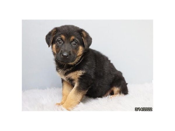 German Shepherd Dog-DOG-Male-Black / Tan-26843-Petland Lake St. Louis & Fenton, MO