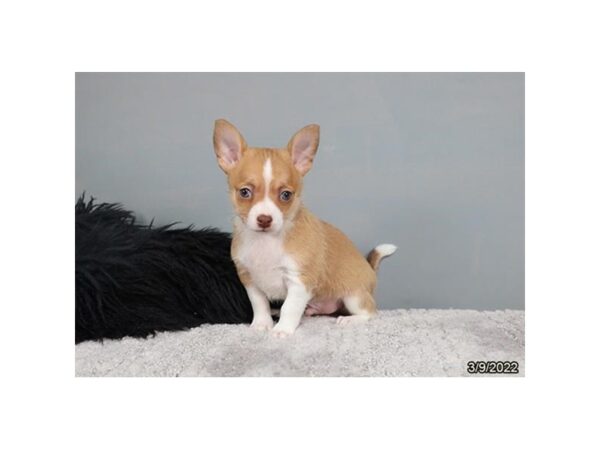 Chihuahua-DOG-Male-Fawn / White-26833-Petland Lake St. Louis & Fenton, MO