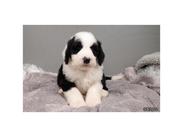 Sheepadoodle-DOG-Male-Black & White-26845-Petland Lake St. Louis & Fenton, MO
