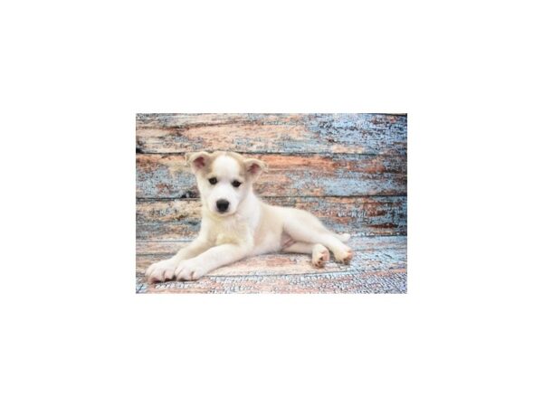 Siberian Husky-DOG-Male-Sable and White-26852-Petland Lake St. Louis & Fenton, MO