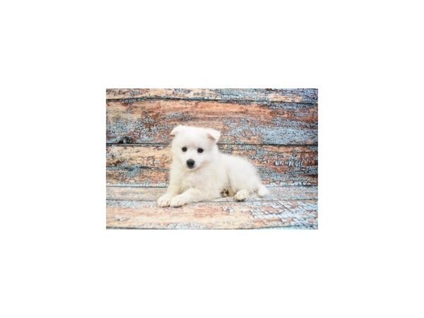 American Eskimo-DOG-Female-White-26847-Petland Lake St. Louis & Fenton, MO