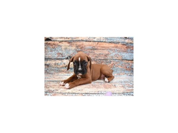 Boxer-DOG-Female-Fawn-26850-Petland Lake St. Louis & Fenton, MO