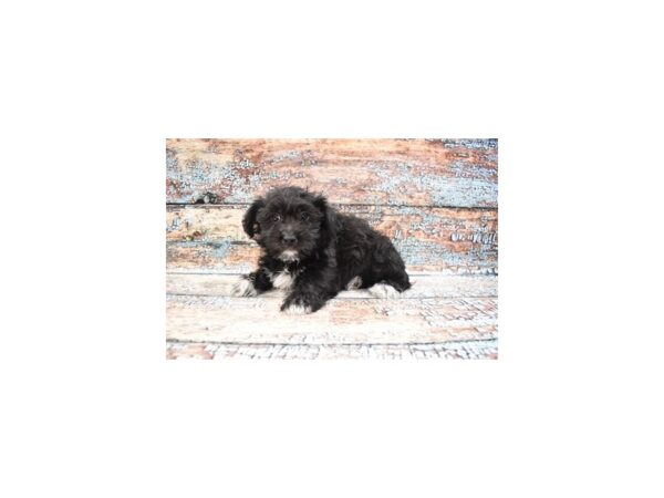 Yochon-DOG-Male-Black and Gold-26855-Petland Lake St. Louis & Fenton, MO