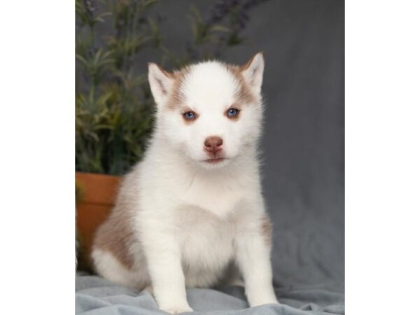 Siberian Husky-DOG-Female-Red / White-26860-Petland Lake St. Louis & Fenton, MO