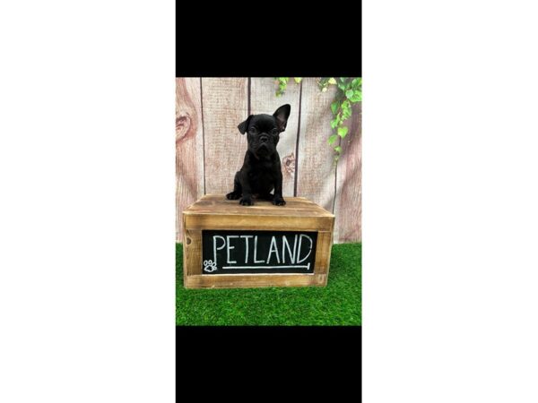 French Bulldog-DOG-Male-Black-26858-Petland Lake St. Louis & Fenton, MO