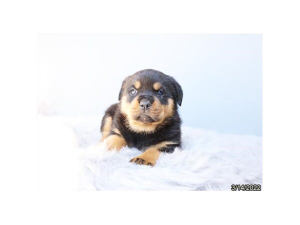 Rottweiler-DOG-Female-Black / Tan-26875-Petland Lake St. Louis & Fenton, MO