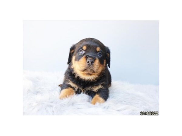 Rottweiler-DOG-Male-Black / Tan-26876-Petland Lake St. Louis & Fenton, MO