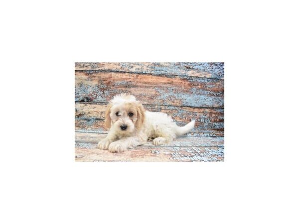 Bichon Poo-DOG-Female-White and Apricot-26891-Petland Lake St. Louis & Fenton, MO