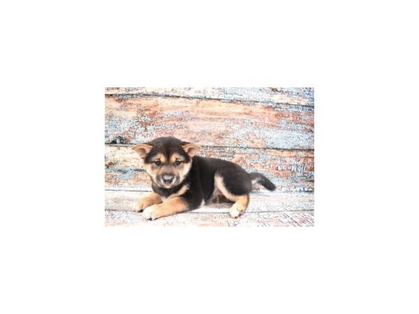Shiba Inu-DOG-Female-Black and Tan-26889-Petland Lake St. Louis & Fenton, MO