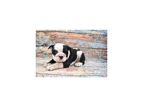 English Bulldog-DOG-Female-Black and White-26888-Petland Lake St. Louis & Fenton, MO
