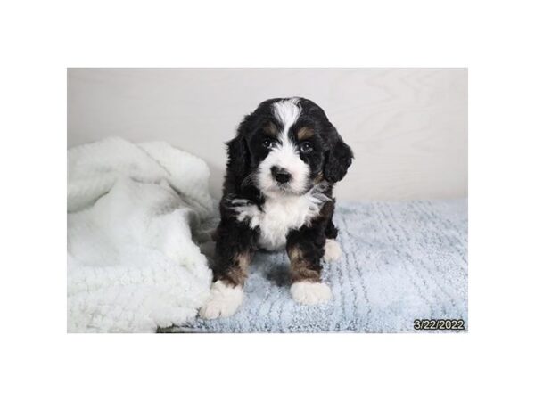 Mini Bernadoodle-DOG-Female-Black-26911-Petland Lake St. Louis & Fenton, MO
