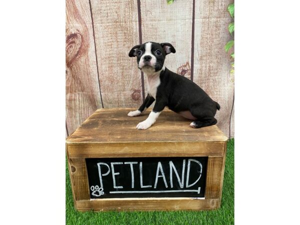 Boston Terrier-DOG-Female-Black & White-26904-Petland Lake St. Louis & Fenton, MO