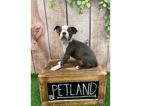 Boston Terrier-DOG-Male-BLUE & WHITE-26902-Petland Lake St. Louis & Fenton, MO