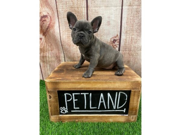 French Bulldog-DOG-Female-Blue-26894-Petland Lake St. Louis & Fenton, MO
