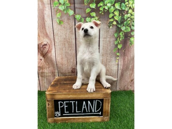 German Shepherd Dog-DOG-Female-White-26899-Petland Lake St. Louis & Fenton, MO