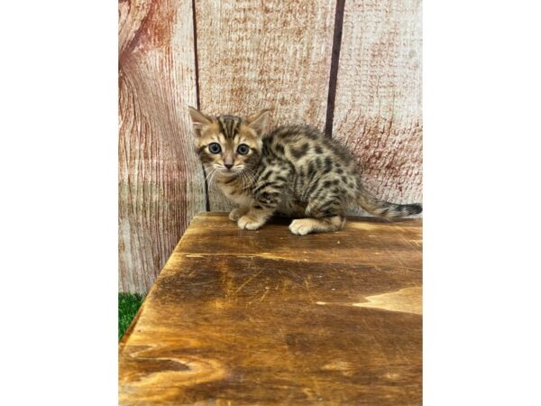Bengal-CAT-Male-Brn/Blk Spotted-26913-Petland Lake St. Louis & Fenton, MO