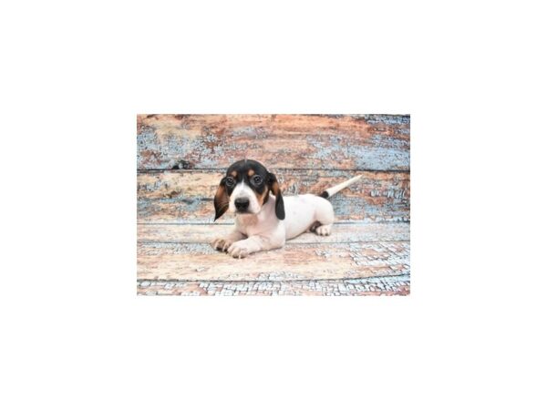 Dachshund-DOG-Male-Black and Tan-26915-Petland Lake St. Louis & Fenton, MO