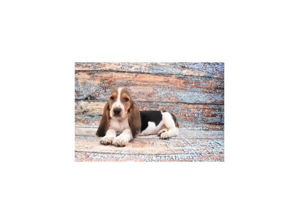 Basset Hound-DOG-Male-Black White and Tan-26914-Petland Lake St. Louis & Fenton, MO