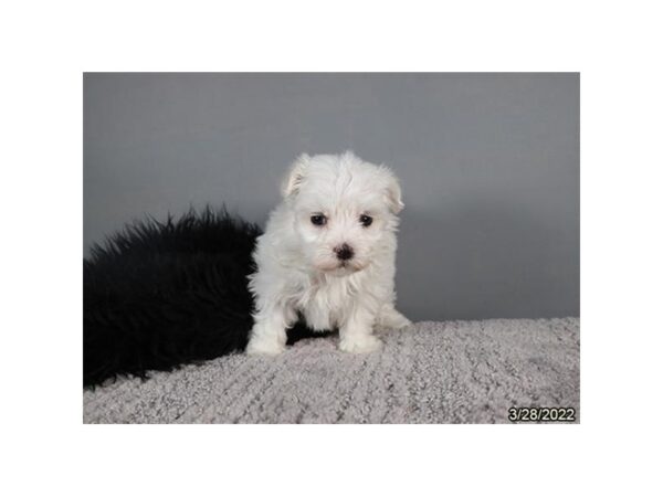 Maltese-DOG-Female-White-26928-Petland Lake St. Louis & Fenton, MO