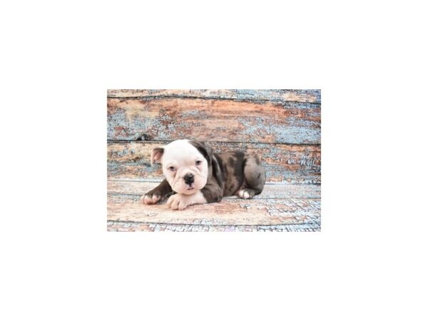 English Bulldog-DOG-Female-Blue and White-26950-Petland Lake St. Louis & Fenton, MO