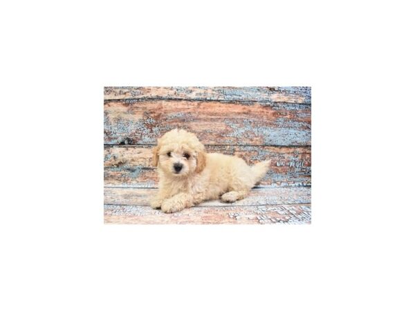 Mini Goldendoodle 2nd Gen-DOG-Male-Golden-26952-Petland Lake St. Louis & Fenton, MO
