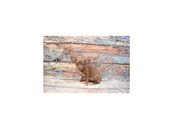 Chihuahua-DOG-Female-Chocolate and Tan-26951-Petland Lake St. Louis & Fenton, MO