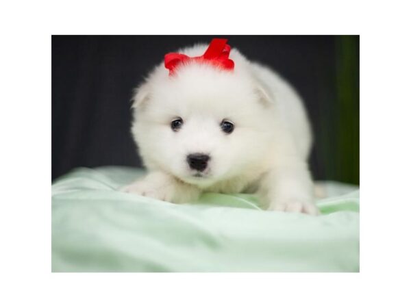 American Eskimo Dog-DOG-Female-White-26953-Petland Lake St. Louis & Fenton, MO