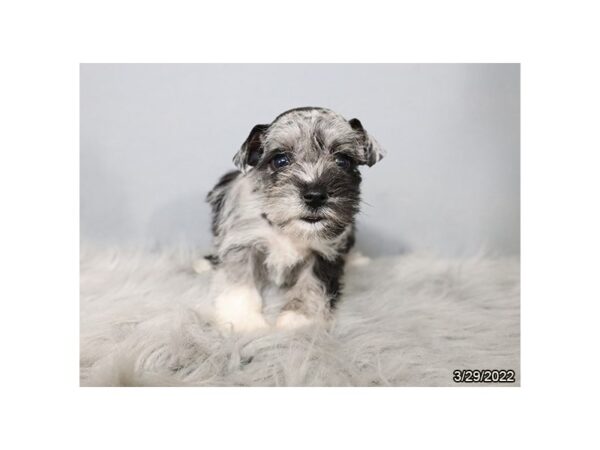 Miniature Schnauzer-DOG-Female-Blue Merle-26963-Petland Lake St. Louis & Fenton, MO