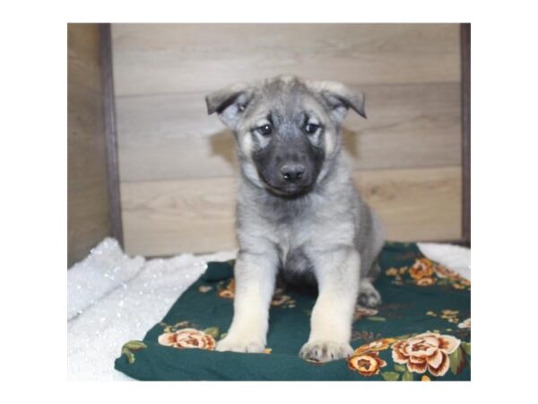 Norwegian Elkhound-DOG-Male-Black White / Silver-26972-Petland Lake St. Louis & Fenton, MO