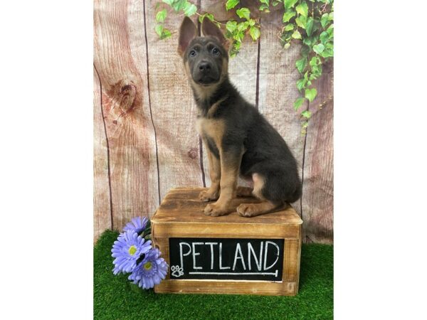 German Shepherd Dog-DOG-Female-Blue / Tan-26957-Petland Lake St. Louis & Fenton, MO
