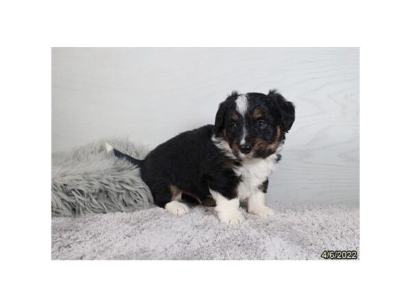 Bernadoodle Mini-DOG-Male-Black Tan / White-26982-Petland Lake St. Louis & Fenton, MO
