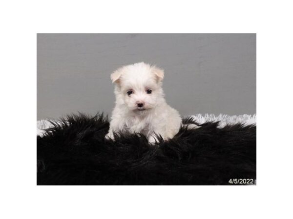 Maltese-DOG-Female-White-26978-Petland Lake St. Louis & Fenton, MO