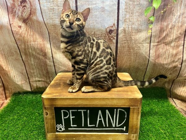 Bengal-CAT-Male-Black and Brown Spotted-26986-Petland Lake St. Louis & Fenton, MO