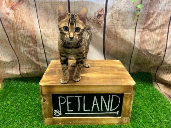Bengal-CAT-Male-Black and Brown Spotted-26961-Petland Lake St. Louis & Fenton, MO