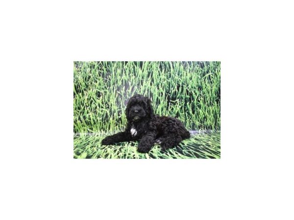 Cockapoo-DOG-Male-Black-26991-Petland Lake St. Louis & Fenton, MO