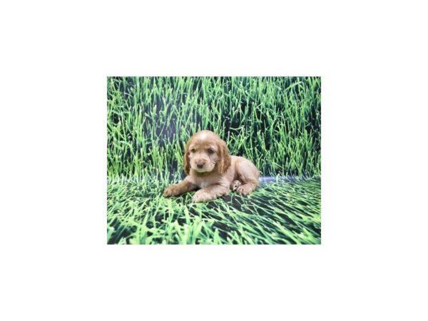 Cocker Spaniel-DOG-Female-Buff-26988-Petland Lake St. Louis & Fenton, MO