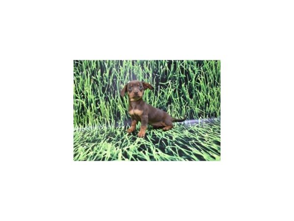 Chiweenie-DOG-Female-Chocolate and Tan-26990-Petland Lake St. Louis & Fenton, MO