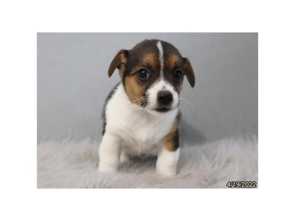 Jack Russell Terrier-DOG-Male-Black / White-27005-Petland Lake St. Louis & Fenton, MO