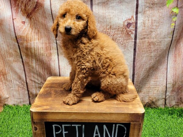 Mini Goldendoodle 2nd Gen-DOG-Male-Apricot-27008-Petland Lake St. Louis & Fenton, MO