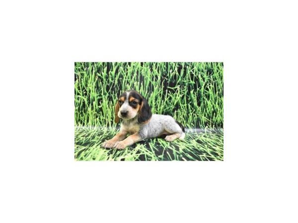 Beagle-DOG-Female-Black Tan and Blue Ticked-27020-Petland Lake St. Louis & Fenton, MO